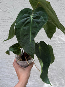 Anthurium Magnificum (Rugulose form) x Antolakii division