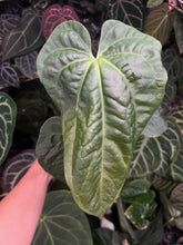 Load image into Gallery viewer, Anthurium Magnificum (Rugulose Form) x Antolakii division
