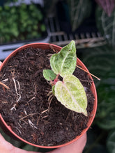 Load image into Gallery viewer, Anthurium Zara x Michelle x Red Crystallinum variegated seedling
