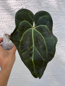 Anthurium Carlablackiae x Besseae aff division