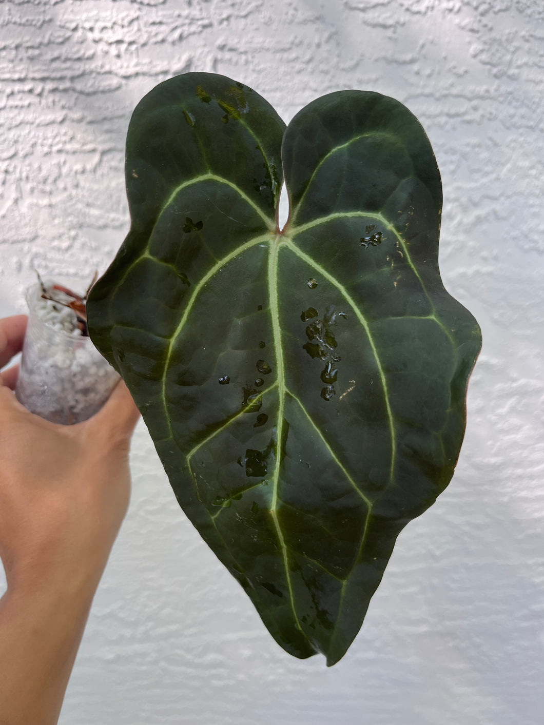 Anthurium Carlablackiae x Besseae aff division