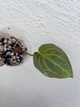 Load image into Gallery viewer, Anthurium Black Widow x Michelle division
