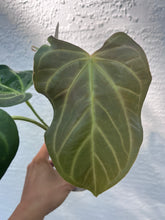 Load image into Gallery viewer, Anthurium Ree Papillilaminum x Rio Clarense Wild Hybrid division
