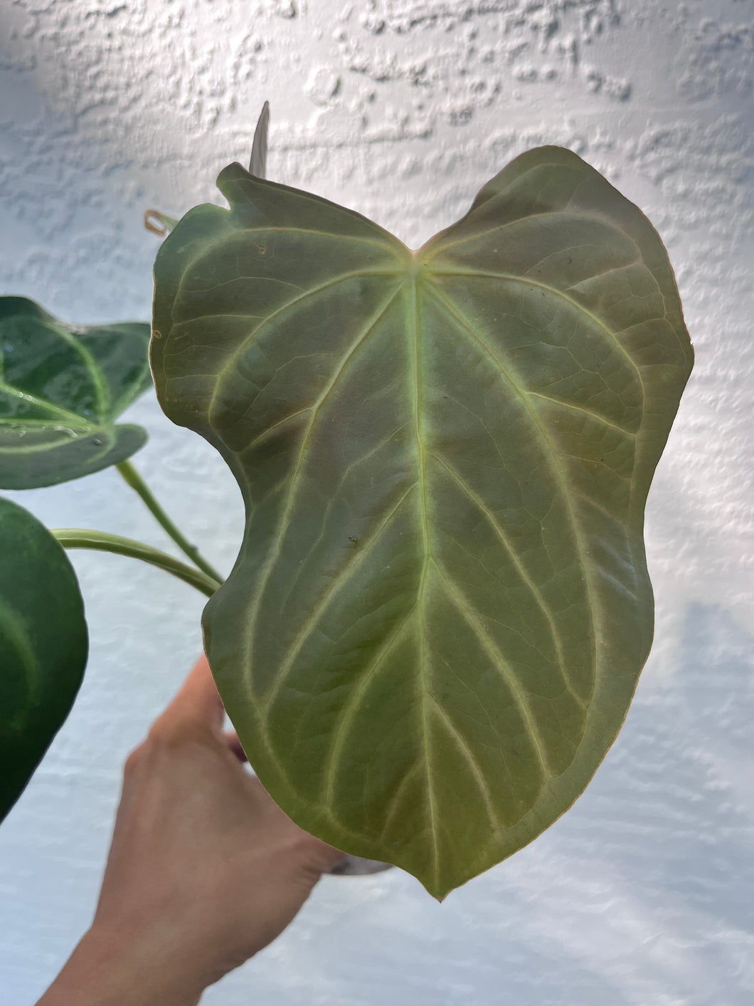 Anthurium Ree Papillilaminum x Rio Clarense Wild Hybrid division
