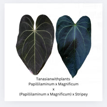 Load image into Gallery viewer, Anthurium Papillilaminum x Magnificum x (Papillilaminum x Magnificum) x Stripey- three sprouted seeds
