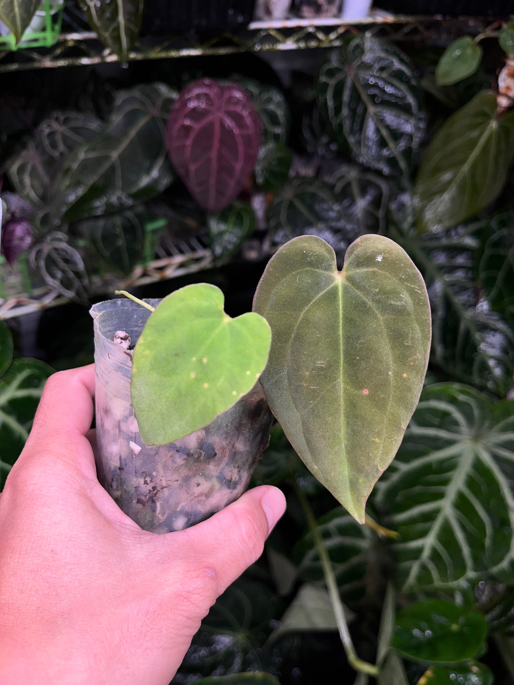 Anthurium Antolakii division