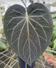 Load image into Gallery viewer, Anthurium Stripey x self (SKG)
