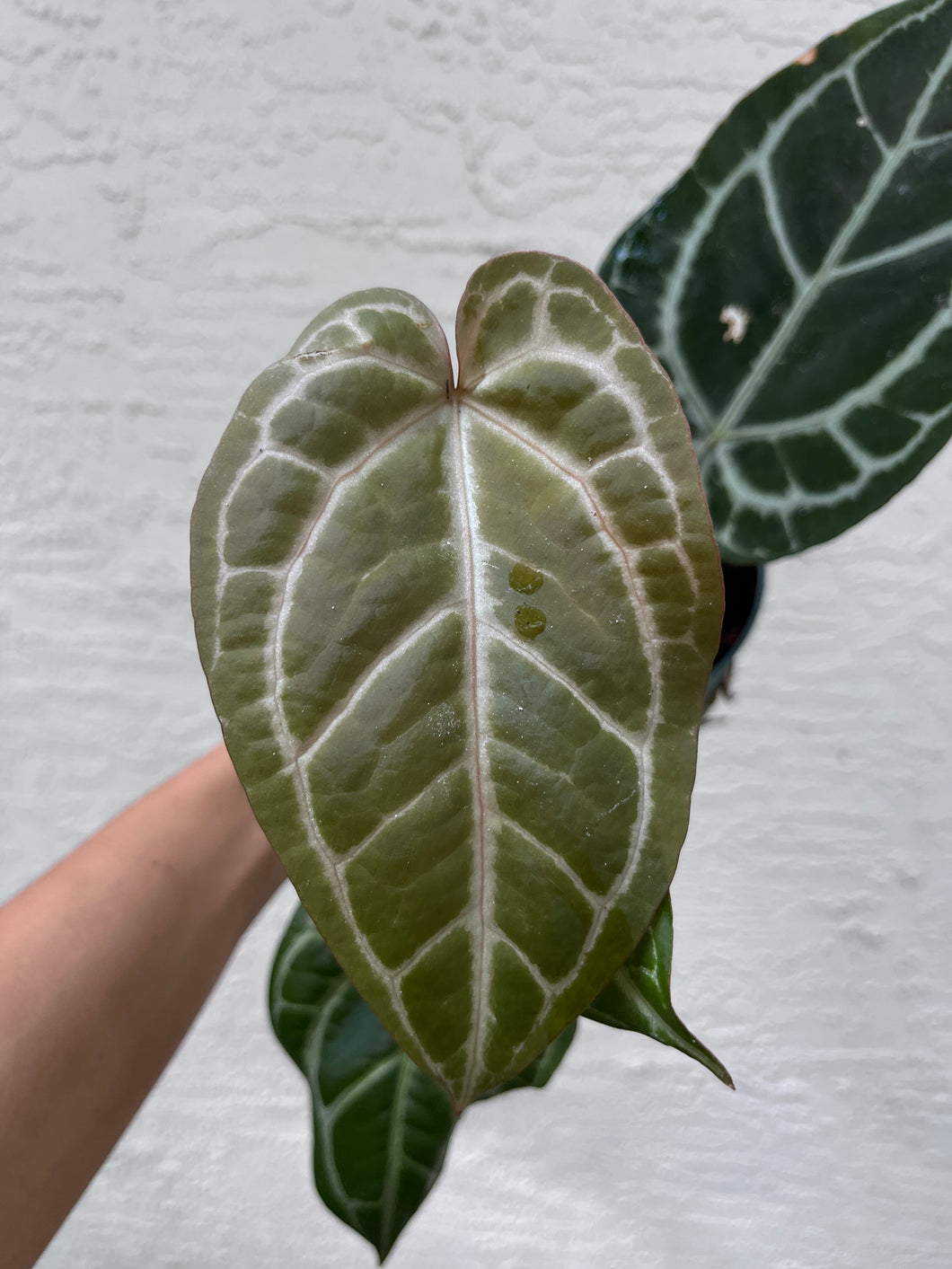 Anthurium Red Crystallinum