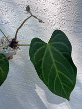 Load image into Gallery viewer, Anthurium Ree Papillilaminum x Rio Clarense Wild Hybrid division
