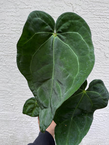 Anthurium Carlablackiae x Antolakii