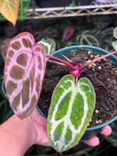 Load image into Gallery viewer, Anthurium Tim Anderson Memoriam (Zara x Michelle x Red Crystallinum)
