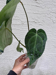 Anthurium Carlablackiae x Antolakii