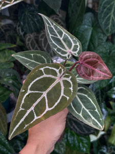 Anthurium Zara x Michelle x Red Crystallinum (Purple Emergent)