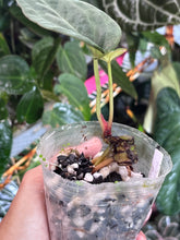 Load image into Gallery viewer, Anthurium Black Widow x Michelle division
