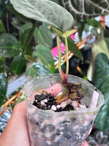 Anthurium Black Widow x Michelle division