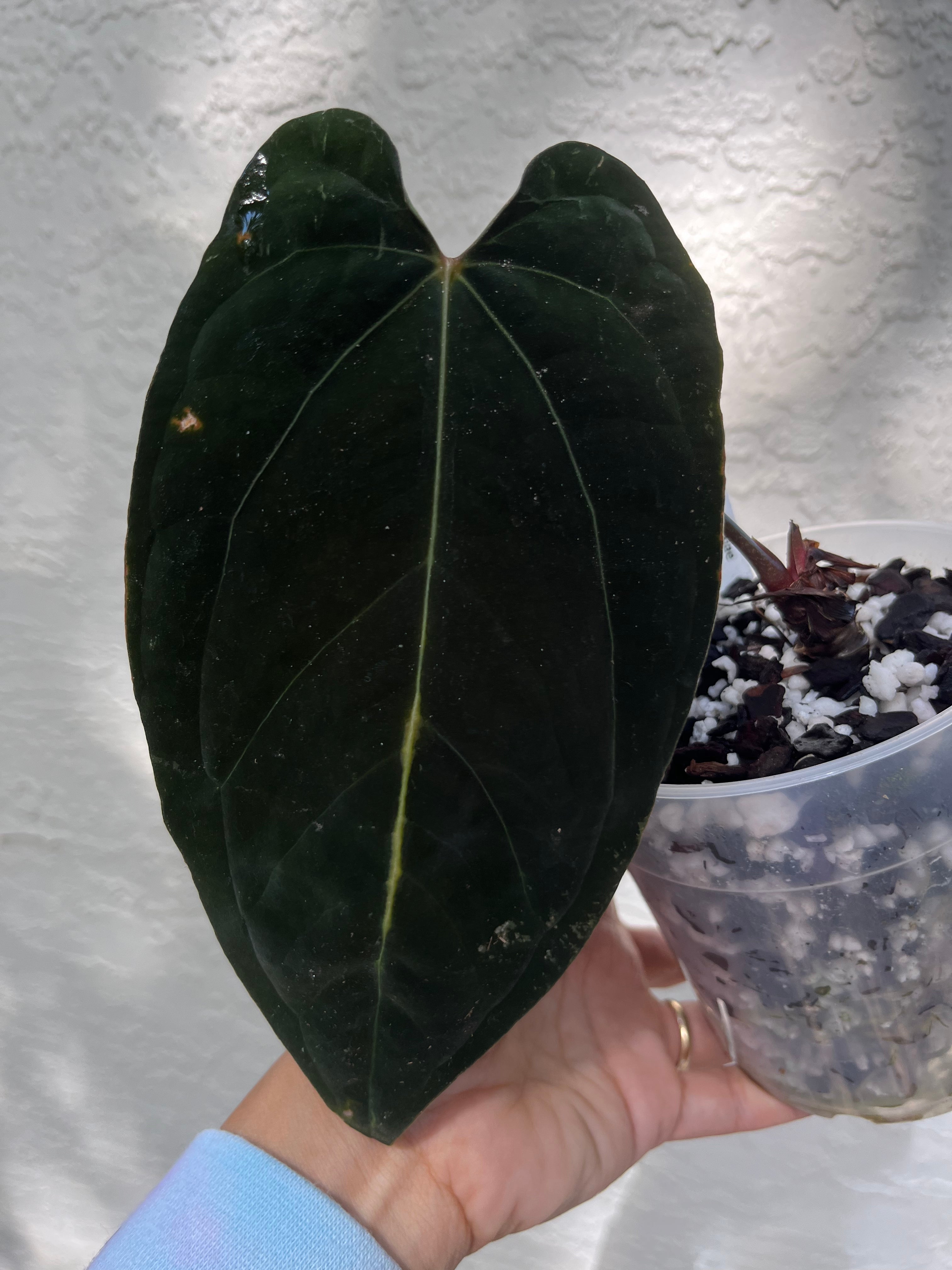 N*様 Anthurium.Antolakii × carlablackiae N*様 Anthurium.Antolakii × carlablackiae Anthurium