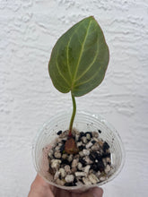 Load image into Gallery viewer, Anthurium Black Widow x Michelle division
