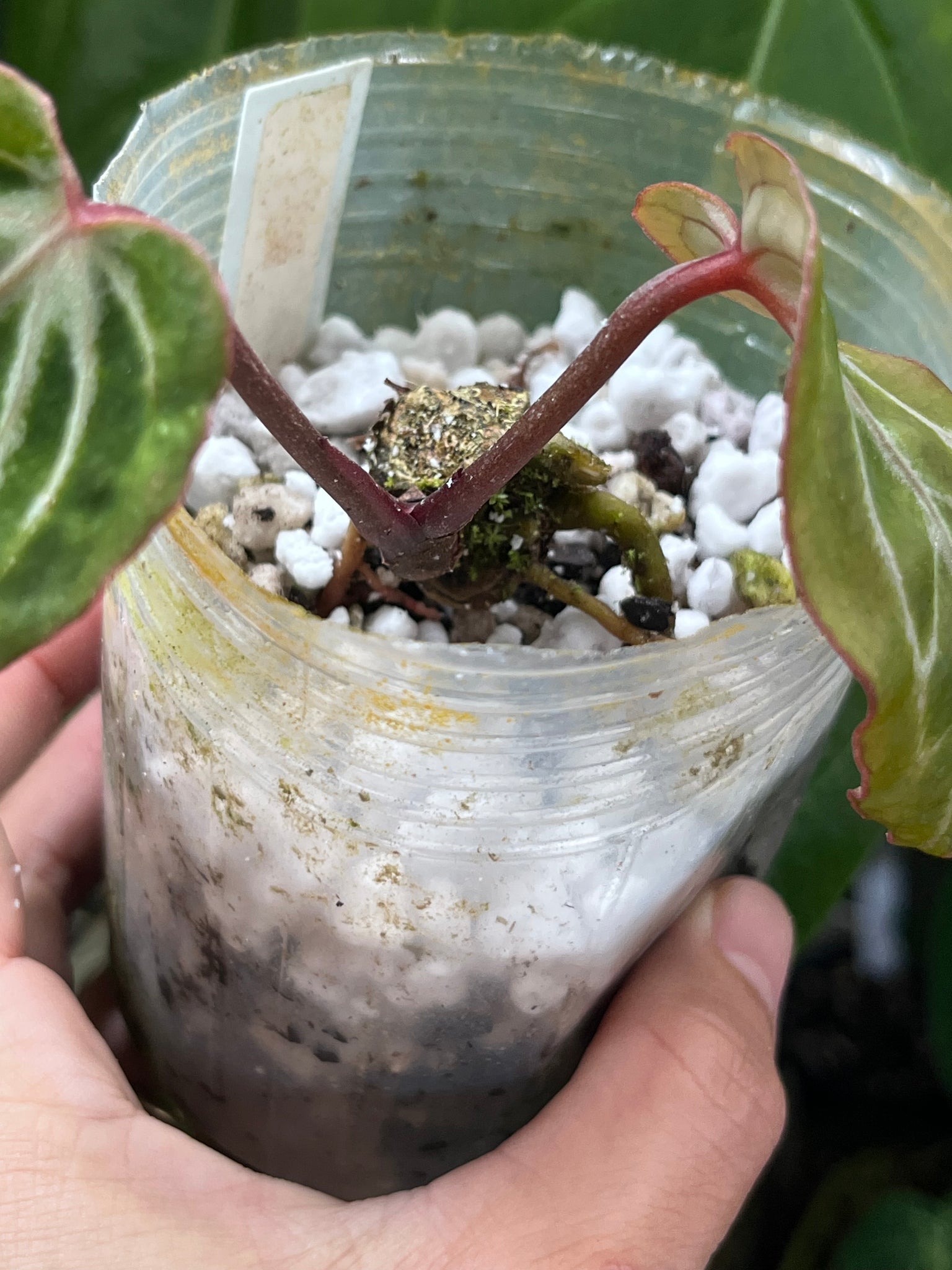 anthurium division Anthurium Black Widow x Michelle division – TanAsianWithPlants