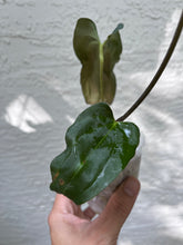 Load image into Gallery viewer, Anthurium Carlablackiae x Antolakii division
