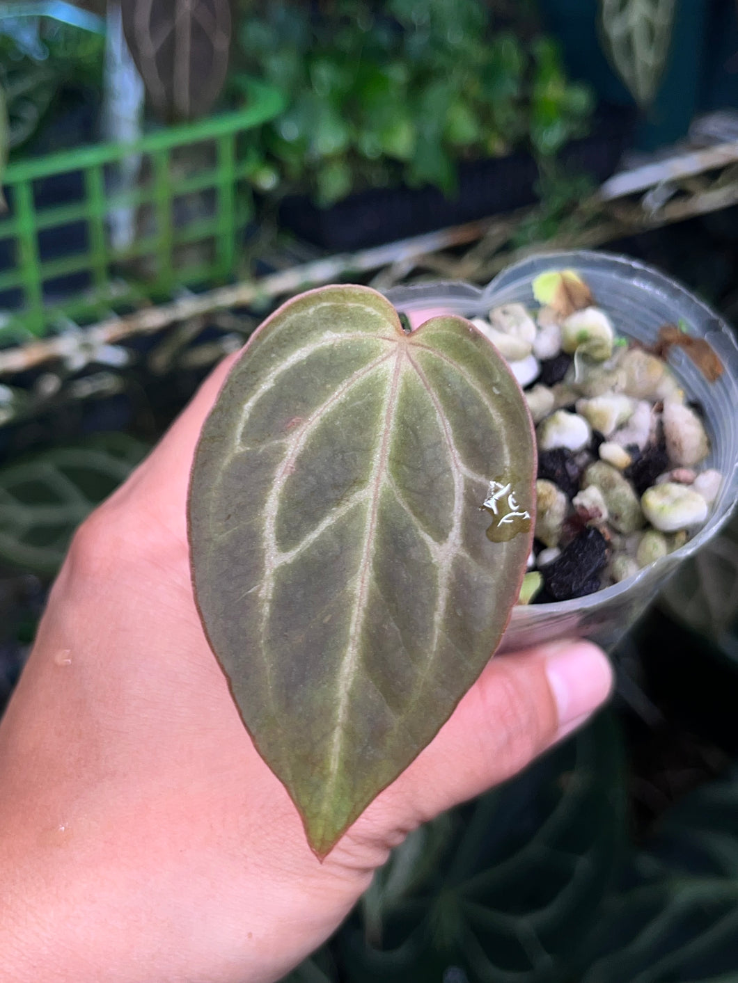 Anthurium Black Widow x Michelle division
