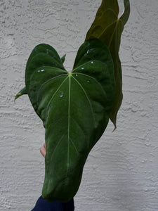 Anthurium Dressleri x Magnificum x Fort Sherman (Papillilaminum)