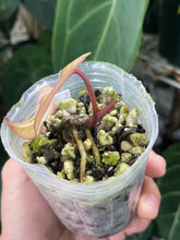 Load image into Gallery viewer, Anthurium Black Widow x Michelle division (parent on the last photo)
