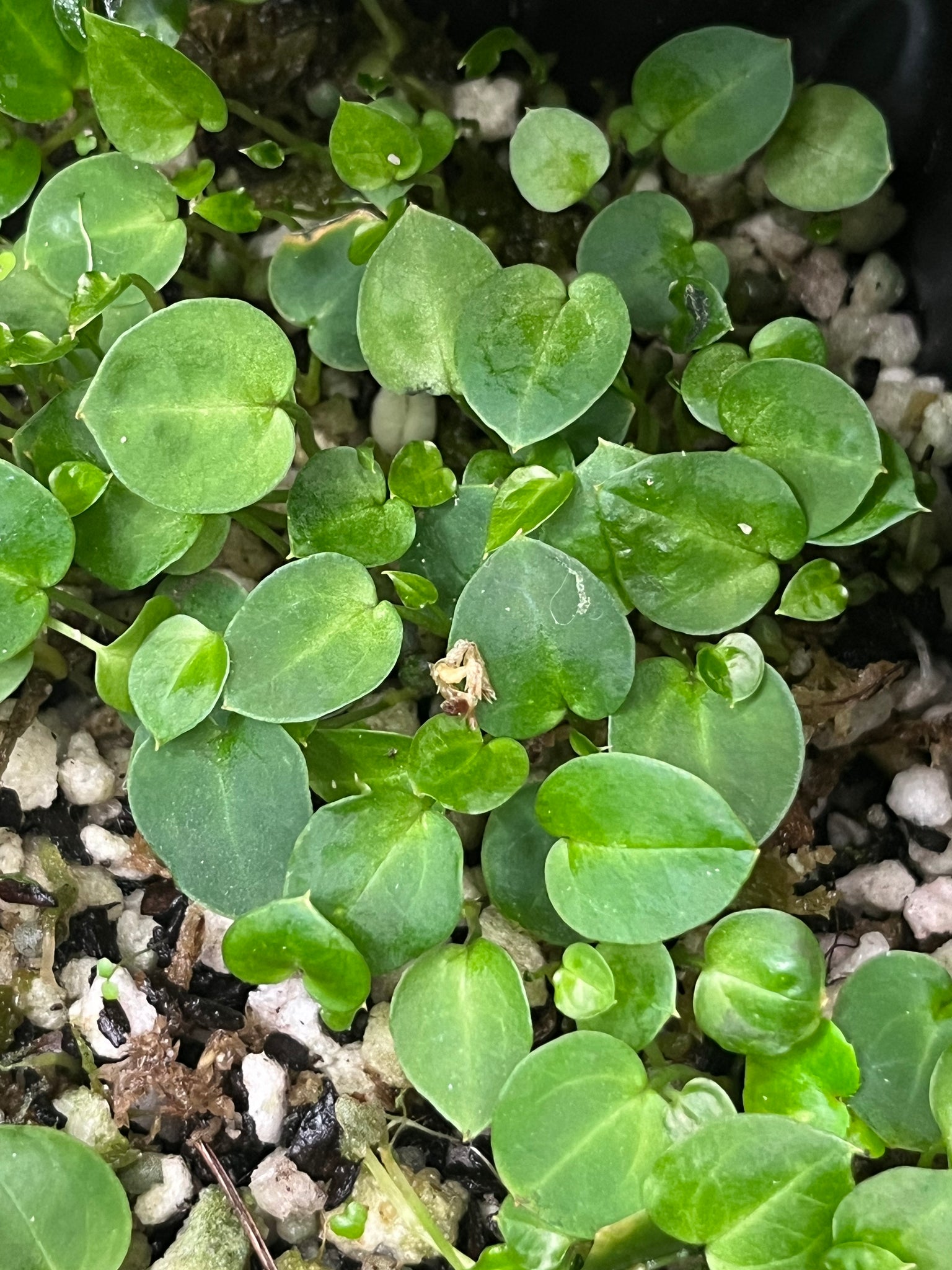 anthurium skg grey Anthurium SKG Grey bench hybrid- 6 seedlings for $30