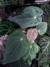 Load image into Gallery viewer, Anthurium Magnificum x Antolakii division
