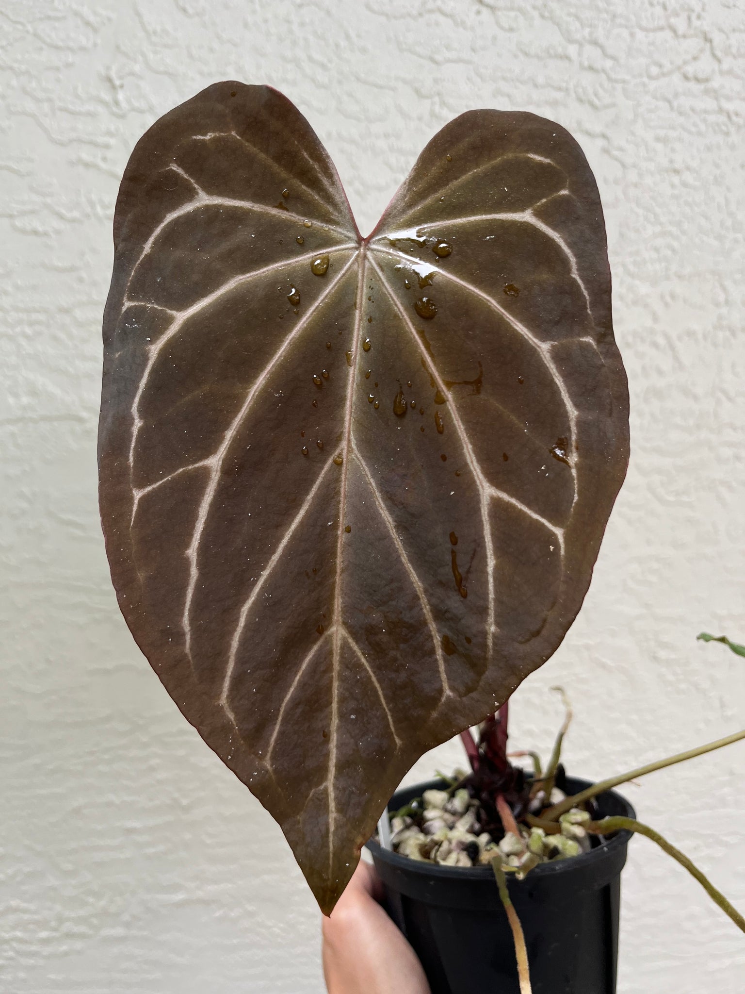 anthurium black widow Anthurium Black Widow x Michelle division – TanAsianWithPlants