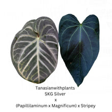 Load image into Gallery viewer, Seedling Bundle (6 seedlings total)
