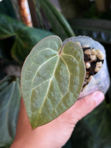 Anthurium Black Widow x Michelle division