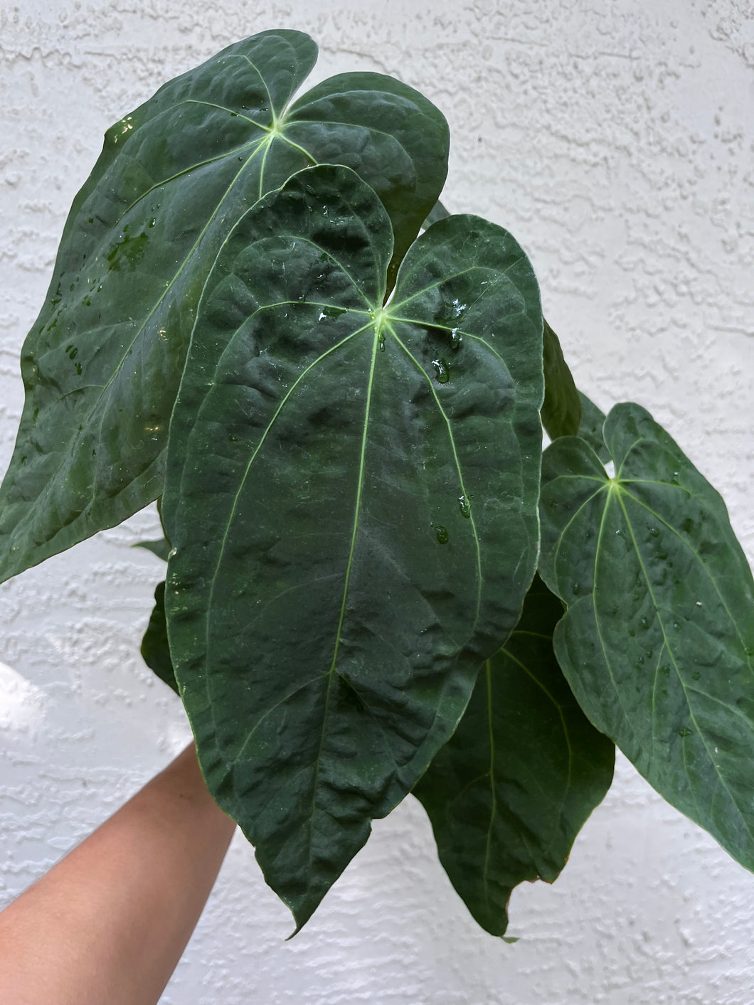 Anthurium Magnificum (Rugulose form) x Antolakii division