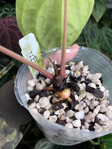 Anthurium Carlablackiae x Antolakii division