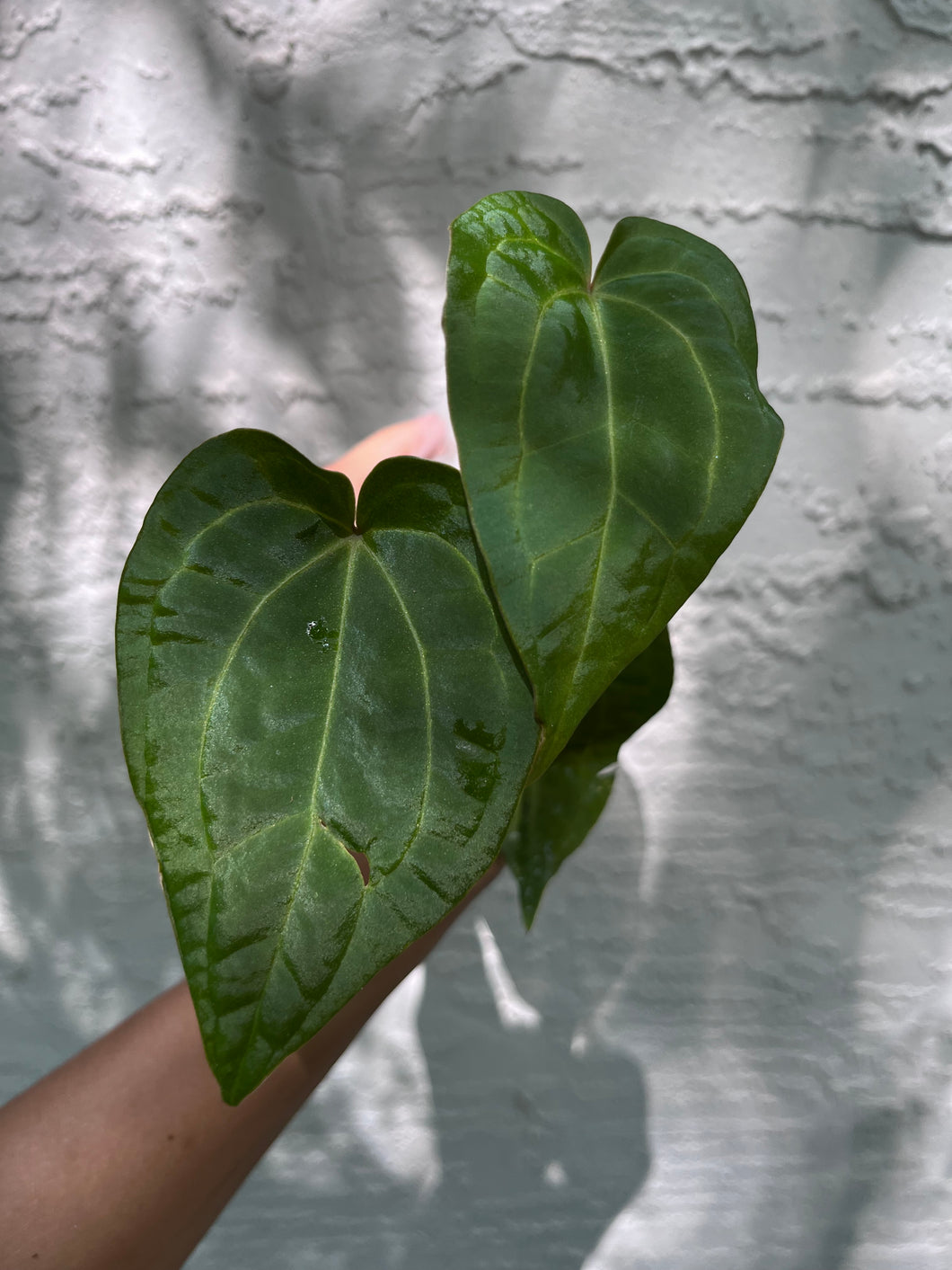 Anthurium Stripey x Ace of Spades (Narrow Form) division