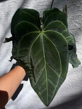Load image into Gallery viewer, Anthurium Carlablackiae x Besseae aff division

