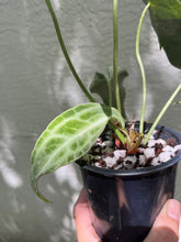 Load image into Gallery viewer, Anthurium King of Clarinervium
