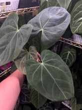 Load image into Gallery viewer, Anthurium Magnificum x Antolakii division
