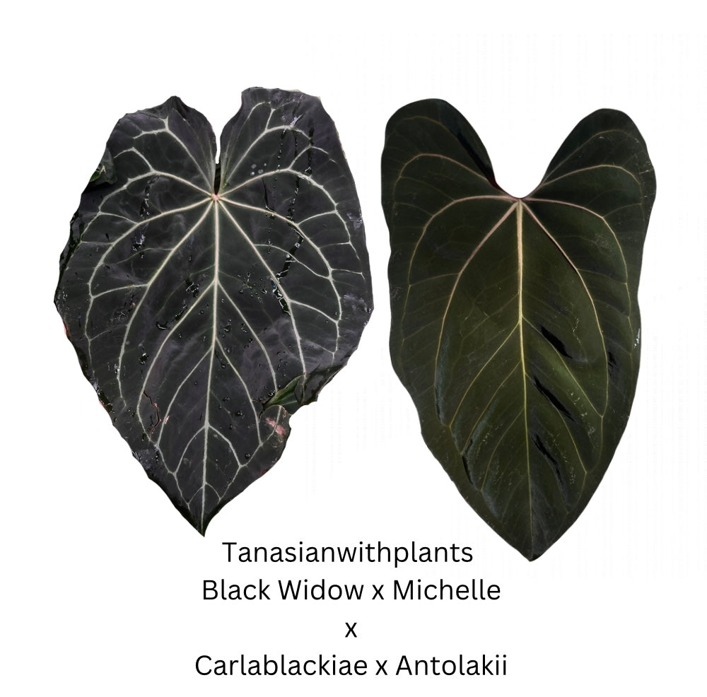 anthurium black widow x michelle Anthurium (Black Widow x Michelle) x (Carlablackiae x Antolakii)- 4 seedlings
