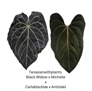 Anthurium (Black Widow x Michelle) x (Carlablackiae x Antolakii)- 4 germinated seeds