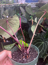 Load image into Gallery viewer, Anthurium Red Crystallinum Tezula large
