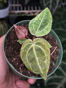 Anthurium Zara x Michelle x Red Crystallinum variegated seedling (Purple Emergent)