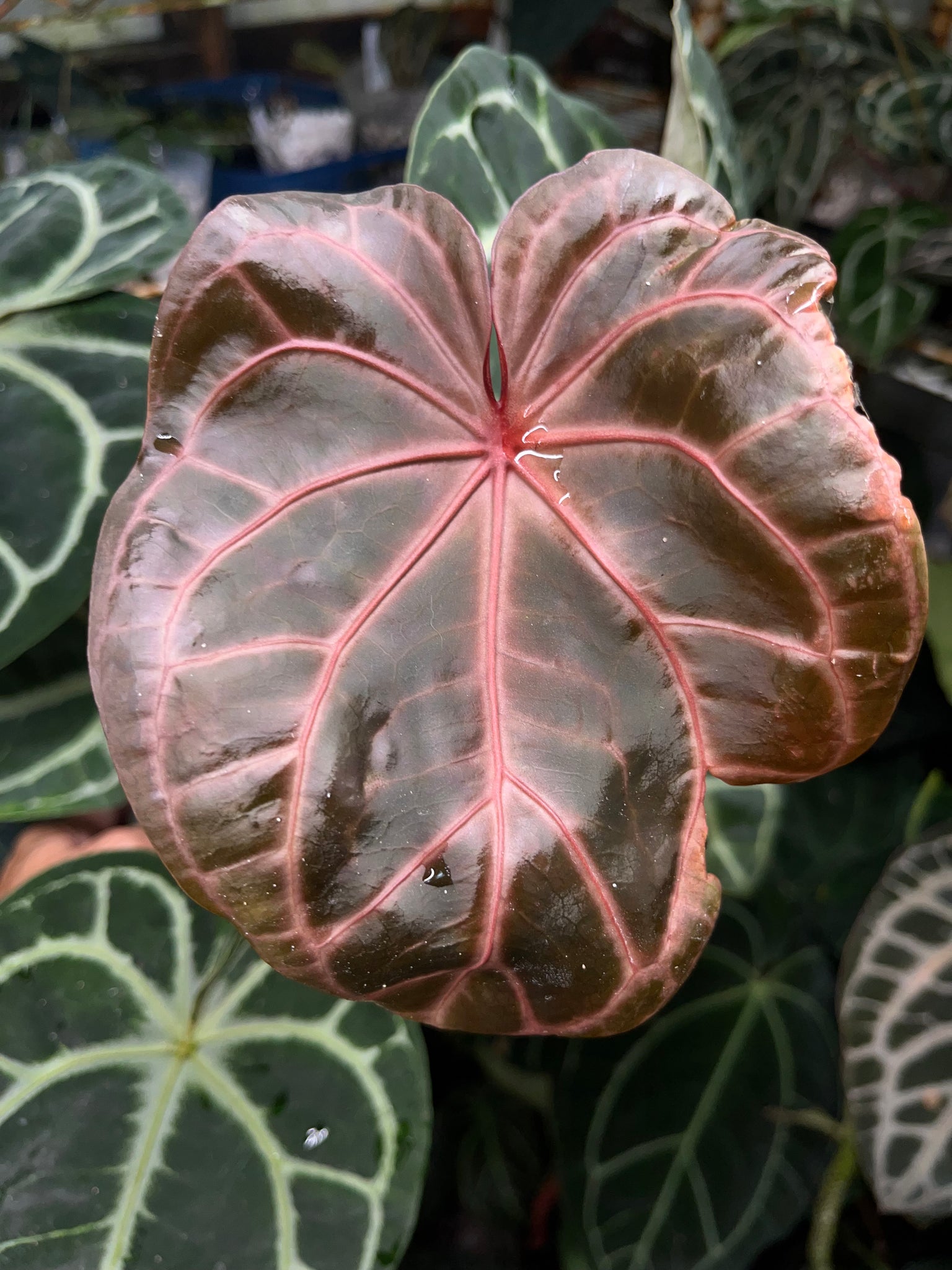anthurium bicolor Anthurium Shattered Glass (variegated SKG Grey) x Black Widow x Michel – TanAsianWithPlants