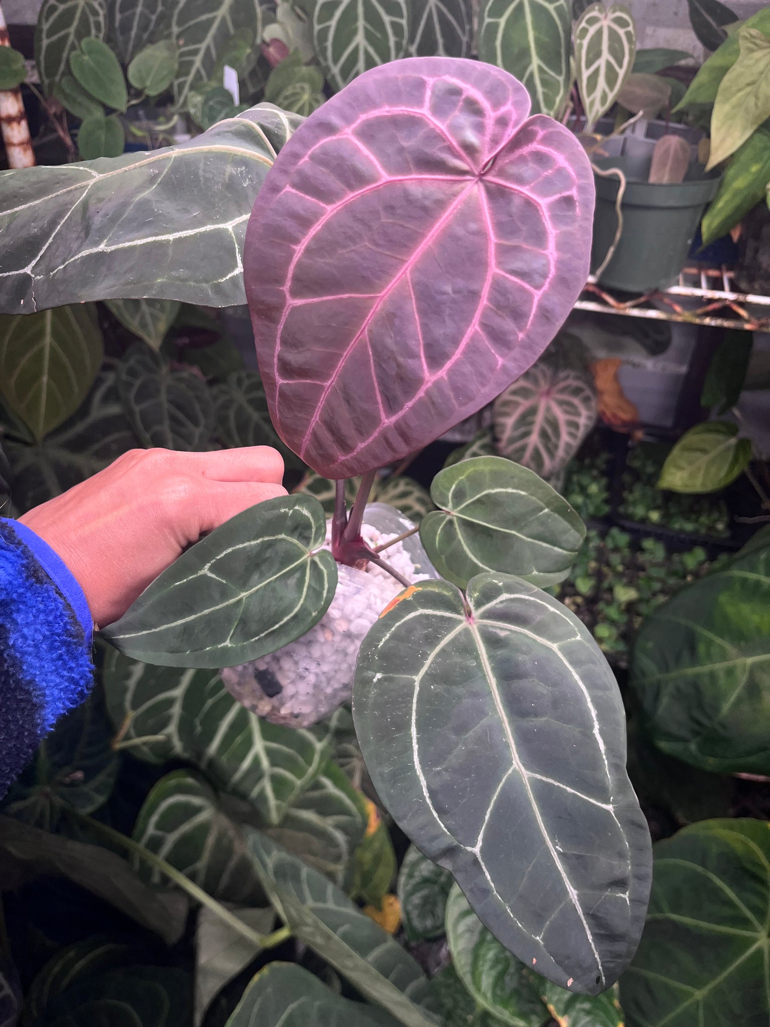 anthurium michelle x zara Anthurium Zara x Michelle x Red Crystallinum (Purple) – TanAsianWithPlants