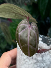 Load image into Gallery viewer, Anthurium Zara x Michelle x Red Crystallinum (Purple Emergent)
