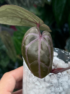 Anthurium Zara x Michelle x Red Crystallinum (Purple Emergent)