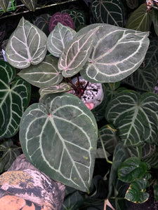 Anthurium Red Crystallinum