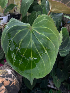 Anthurium King of Spades