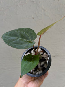 anthurium offset Anthurium Lynette offset – TanAsianWithPlants