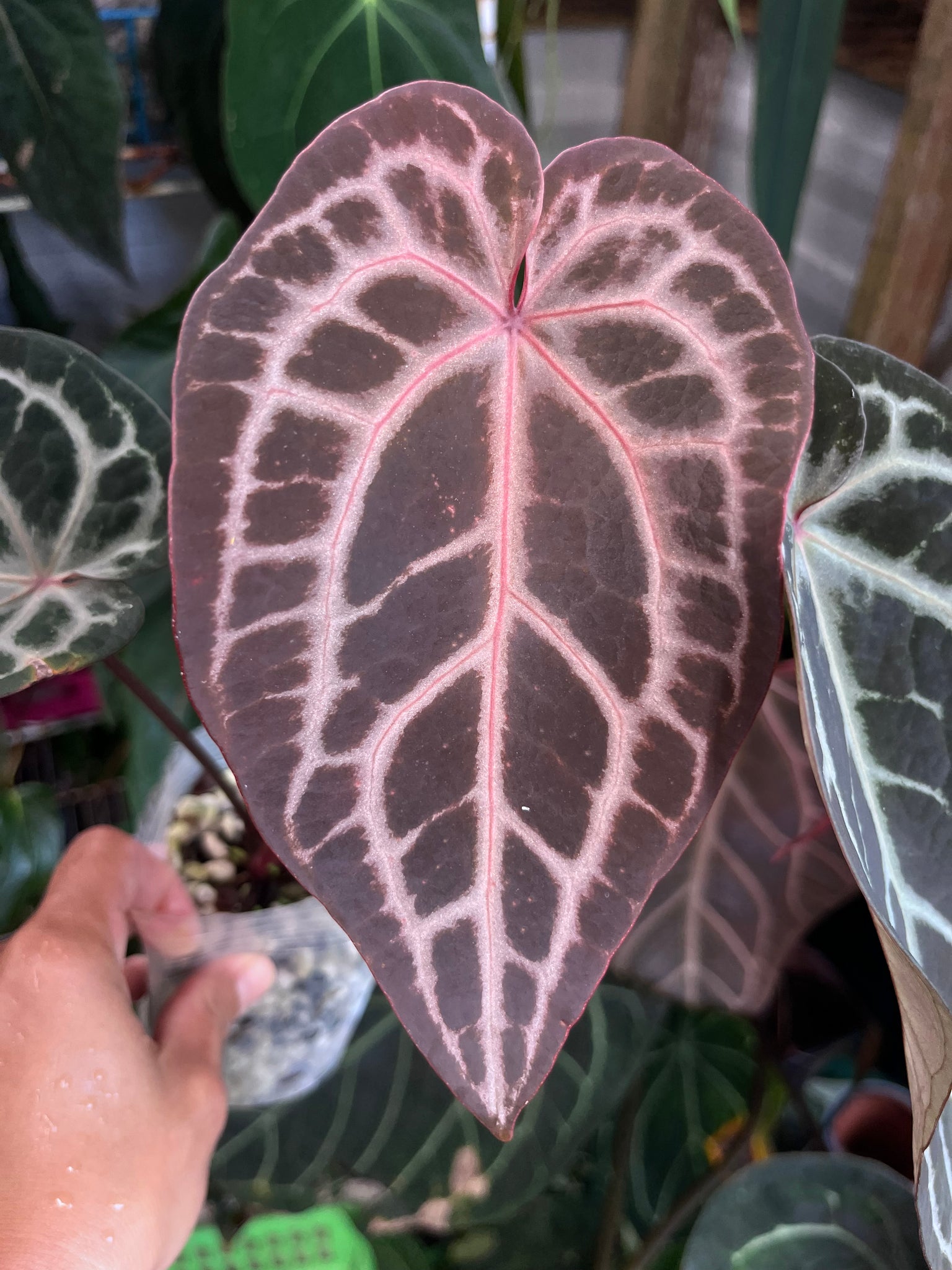 anthurium in randalls Anthurium Tim Anderson Memoriam (Zara x Michelle x Red Crystallinum) – TanAsianWithPlants