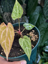 Load image into Gallery viewer, Anthurium Zara x Michelle x Red Crystallinum variegated seedling
